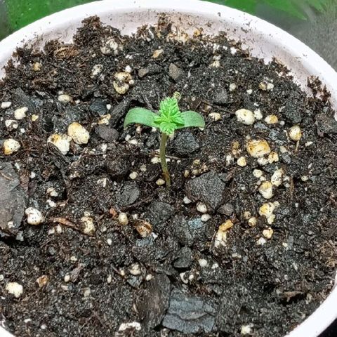 Purple lemonade  growlog photo: She is so pretty
