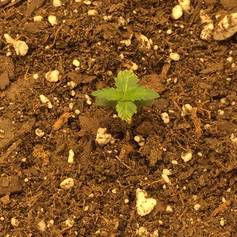 Purple lemonade  growlog photo: Transplanted her in3 gallon pot and moved her to the tent with 18hr on 6 hours off