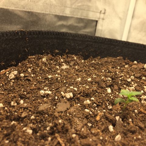 Purple lemonade  growlog photo: Transplanted her in3 gallon pot and moved her to the tent with 18hr on 6 hours off