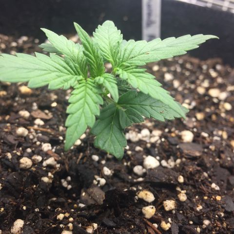 Purple lemonade  growlog photo: She is growing
