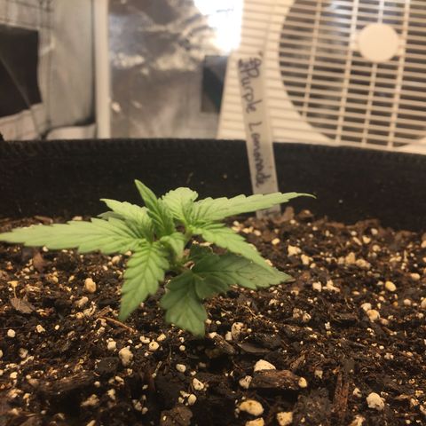 Purple lemonade  growlog photo: She is growing