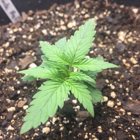 Purple lemonade  growlog photo: She is growing