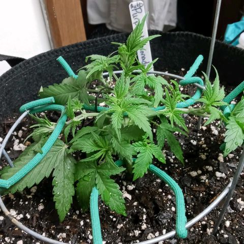 Purple lemonade  growlog photo: Looking amazing she is getting fuller