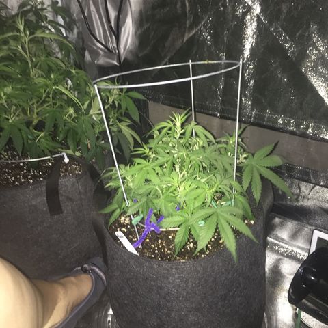 Purple lemonade  growlog timeline photo