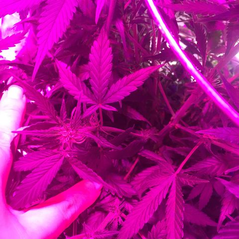 Purple lemonade  growlog timeline photo