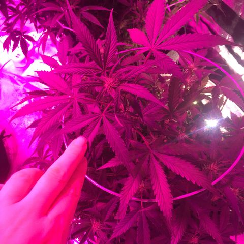 Purple lemonade  growlog timeline photo