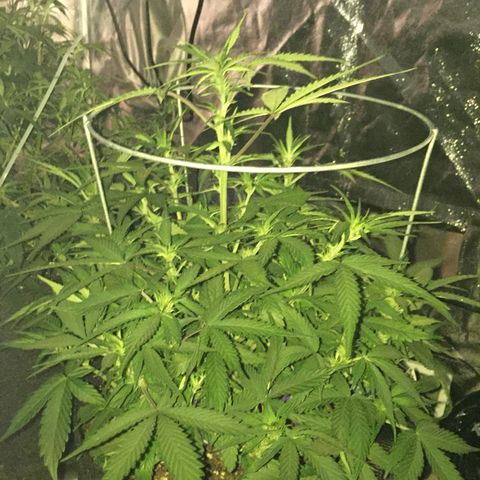 Purple lemonade  growlog photo: Looking good