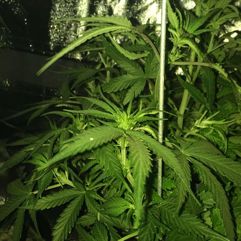 Purple lemonade  growlog photo: Looking good