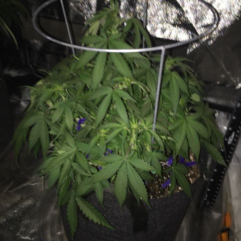 Purple lemonade  growlog timeline photo