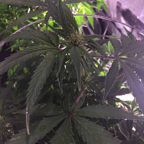 Purple lemonade  growlog photo: She’s looking awesome and had her feeding of maxi bloom