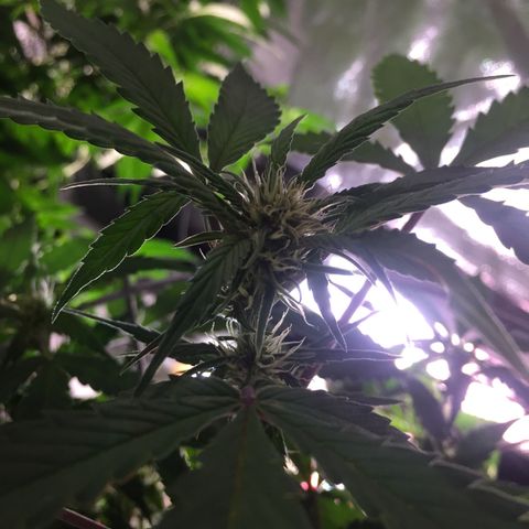 Purple lemonade  growlog timeline photo