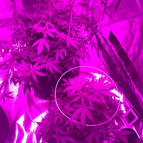 Purple lemonade  growlog photo: Looking good