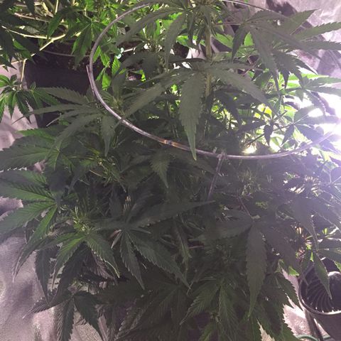 Purple lemonade  growlog photo: She’s looking awesome and had her feeding of maxi bloom