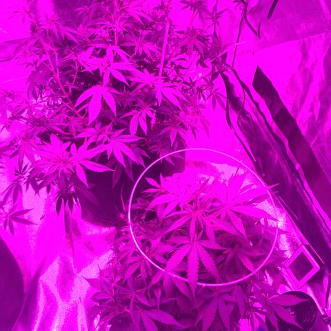 Purple lemonade  growlog photo: Looking good