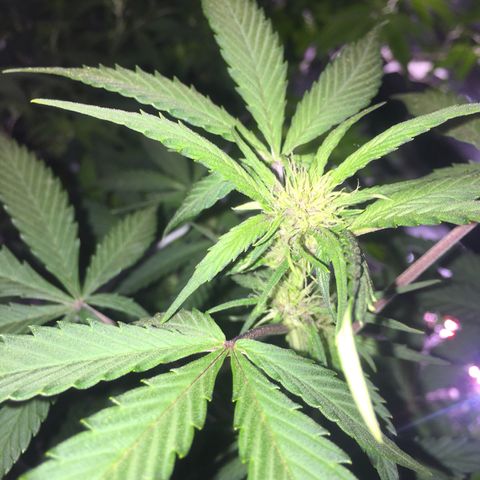 Purple lemonade  growlog timeline photo