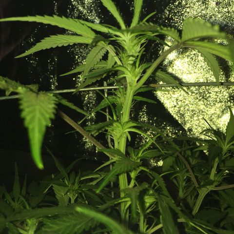 Purple lemonade  growlog photo: Looking good