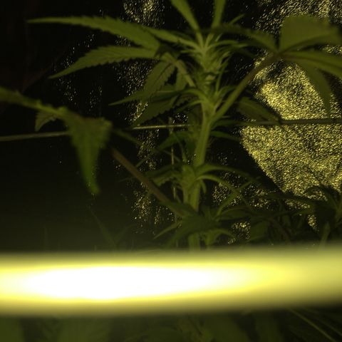 Purple lemonade  growlog photo: Looking good