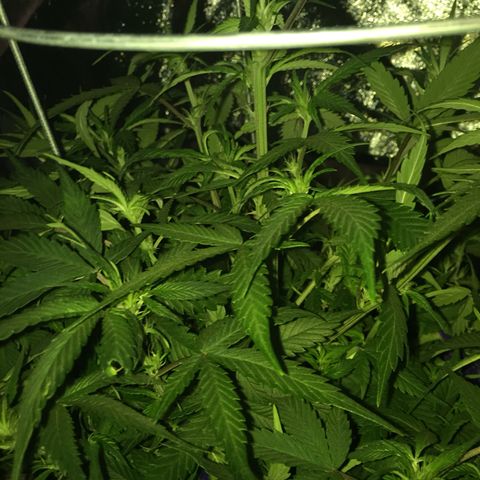 Purple lemonade  growlog photo: Looking good