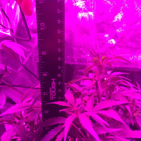 Purple lemonade  growlog photo:  She’s doing good under the new lights 