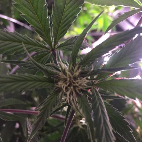 Purple lemonade  growlog timeline photo