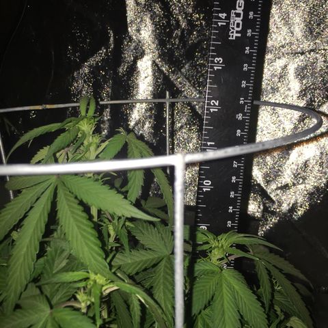 Purple lemonade  growlog timeline photo