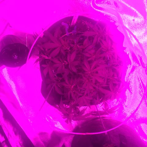Purple lemonade  growlog photo:  She’s doing good under the new lights 