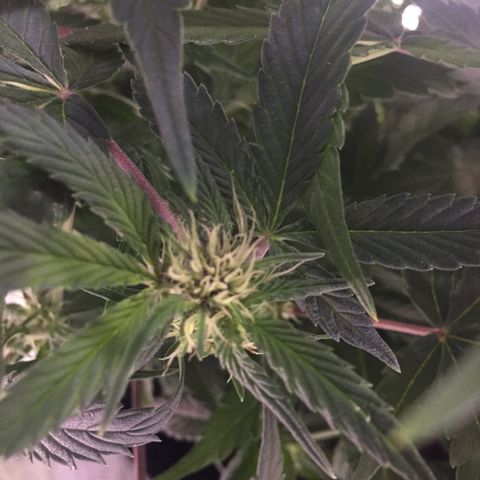 Purple lemonade  growlog timeline photo