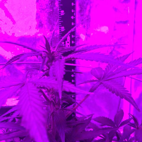 Purple lemonade  growlog photo: Looking good