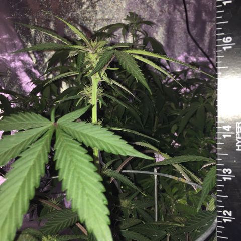 Purple lemonade  growlog photo: Fed today 