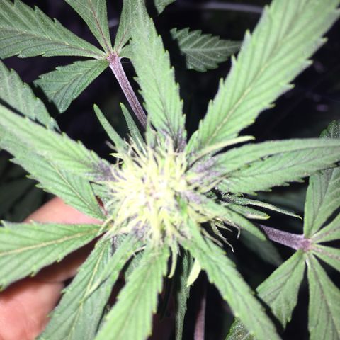 Purple lemonade  growlog photo: Fed today 