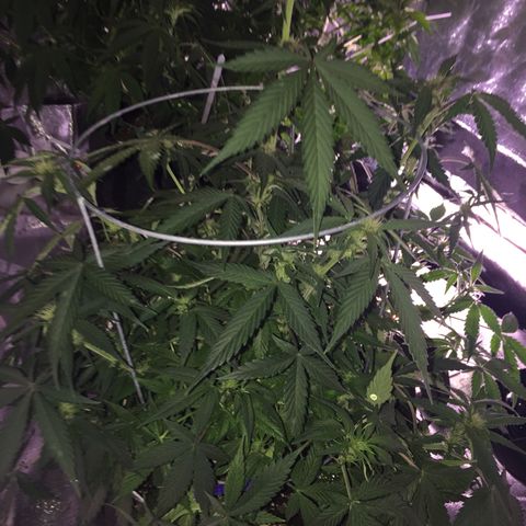 Purple lemonade  growlog photo: Fed today 