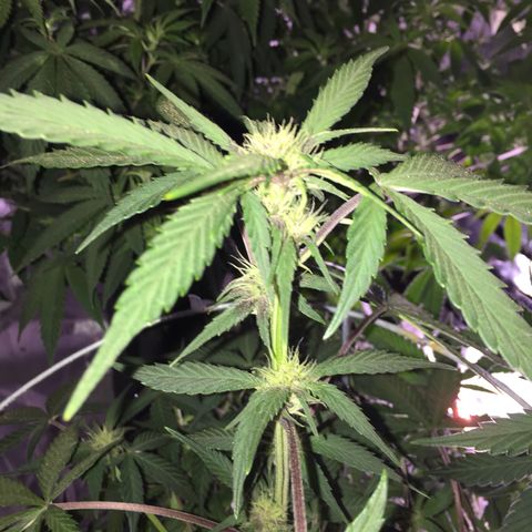 Purple lemonade  growlog photo: Fed today 