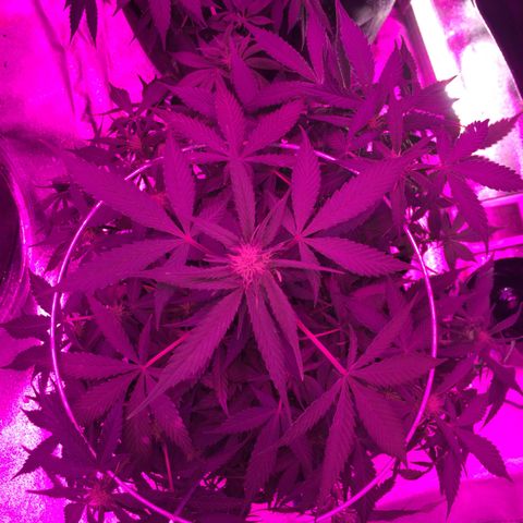 Purple lemonade  growlog photo: Fed today 