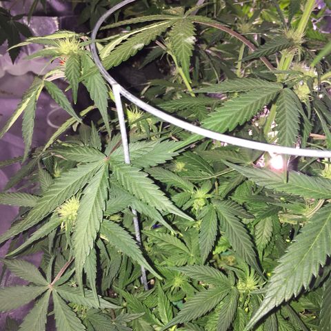 Purple lemonade  growlog photo: Fed today 