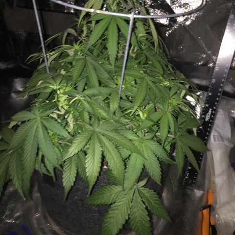 Purple lemonade  growlog timeline photo