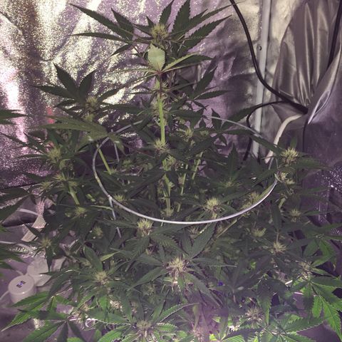 Purple lemonade  growlog photo: Feeding three times a week the combination of Maxi bloom purpinator cal mag in bloom