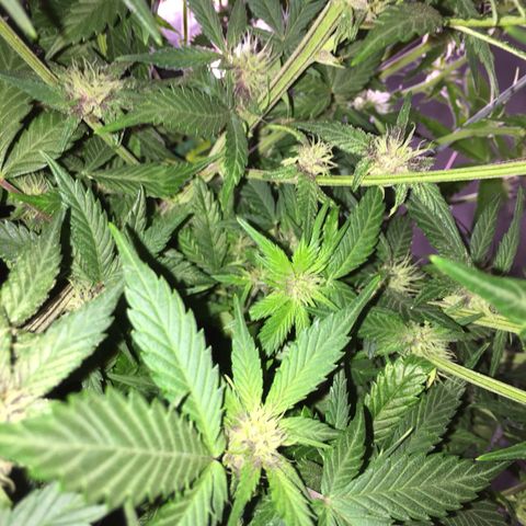 Purple lemonade  growlog photo: Feeding three times a week the combination of Maxi bloom purpinator cal mag in bloom