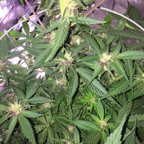 Purple lemonade  growlog photo: Feeding three times a week the combination of Maxi bloom purpinator cal mag in bloom
