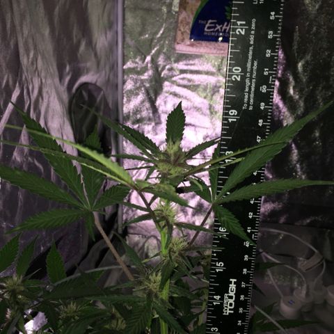 Purple lemonade  growlog photo: Feeding three times a week the combination of Maxi bloom purpinator cal mag in bloom