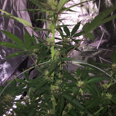 Purple lemonade  growlog photo: Feeding three times a week the combination of Maxi bloom purpinator cal mag in bloom