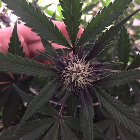Purple lemonade  growlog photo: Feeding three times a week the combination of Maxi bloom purpinator cal mag in bloom