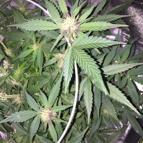 Purple lemonade  growlog timeline photo