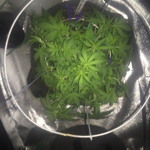 Purple lemonade  growlog photo:  She’s doing good under the new lights 