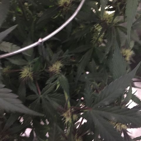 Purple lemonade  growlog photo:  She’s getting more color day by day 