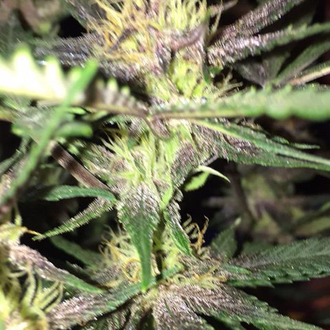 Purple lemonade  growlog timeline photo
