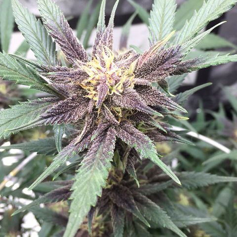 Purple lemonade  growlog photo: Looking good