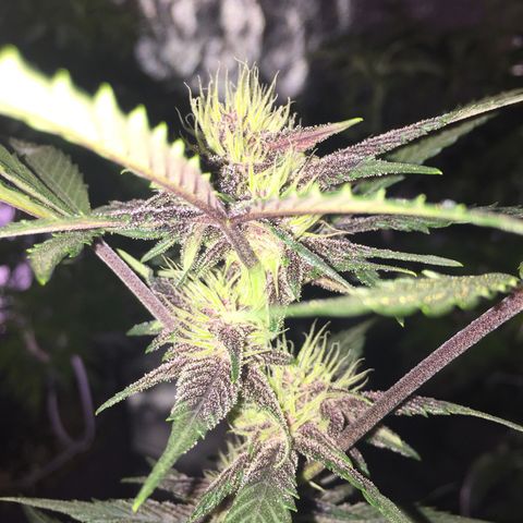 Purple lemonade  growlog photo:  She’s getting more color day by day 