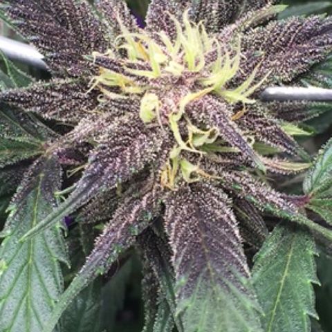 Purple lemonade  growlog timeline photo