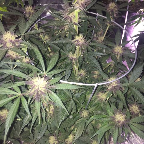 Purple lemonade  growlog photo: So enjoy seeing this purple just spread vibrant color