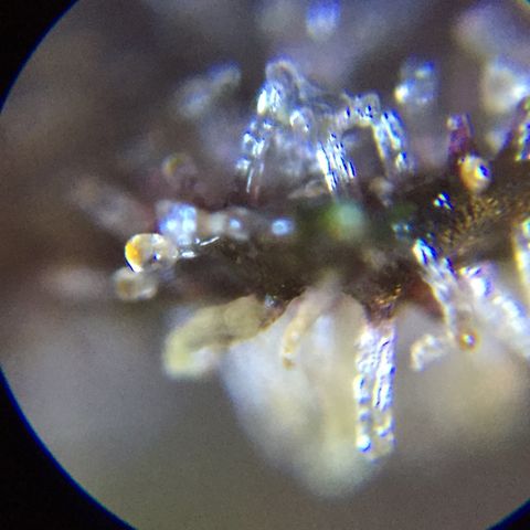 Purple lemonade  growlog photo: Trichromes are no ready yet